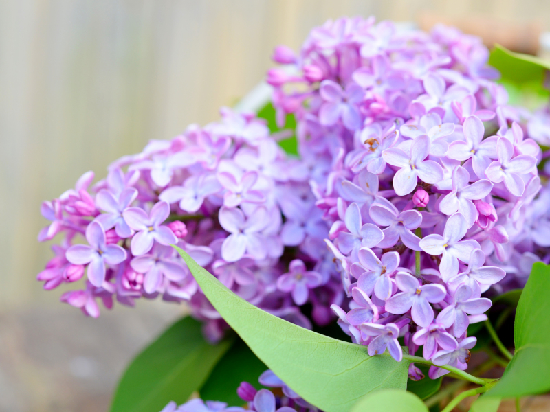 Сирень купить саженцы из питомнике в Рославле