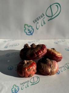 Гладиолус Джессика (5 шт. луковиц в упаковке)