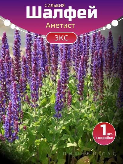 Шалфей Аметист