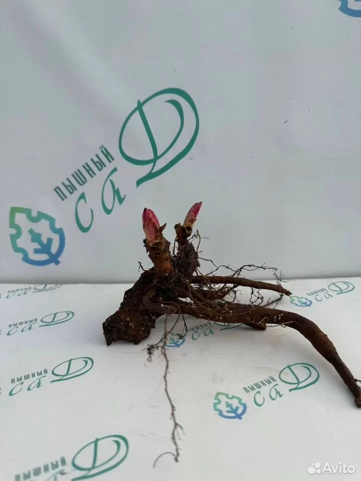 Пион "МАДАМ КАЛОТ"