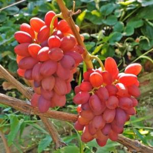 Виноград "БОГЕМА"